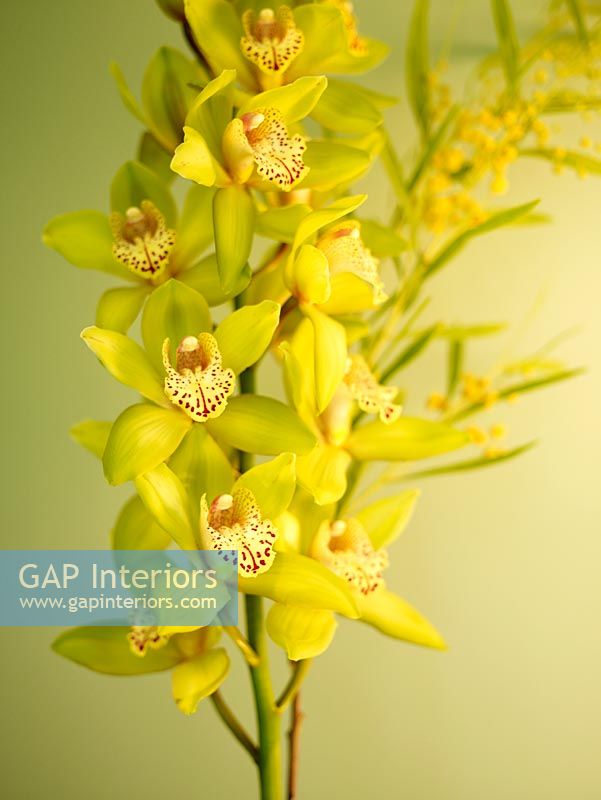Detail of yellow orchids 