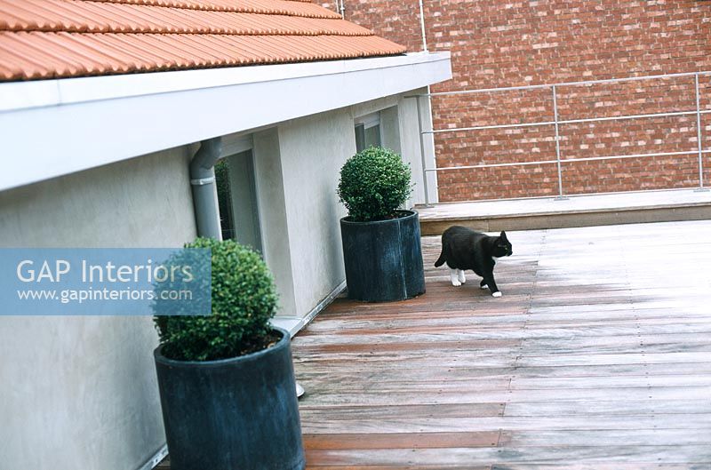 Cat on roof terrace of house