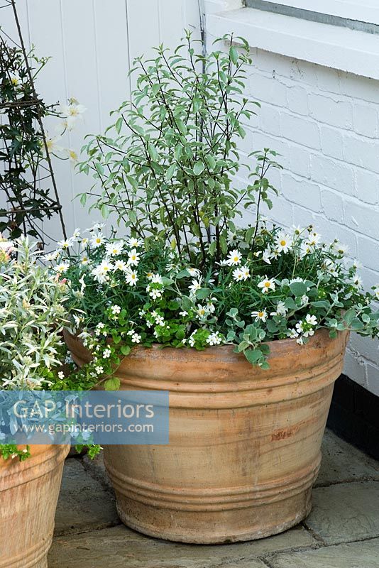 Silver themed terratotta container in courtyard planted with Marguerites, Pittosporum and Helichrysum