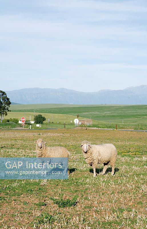 Sheep in country field