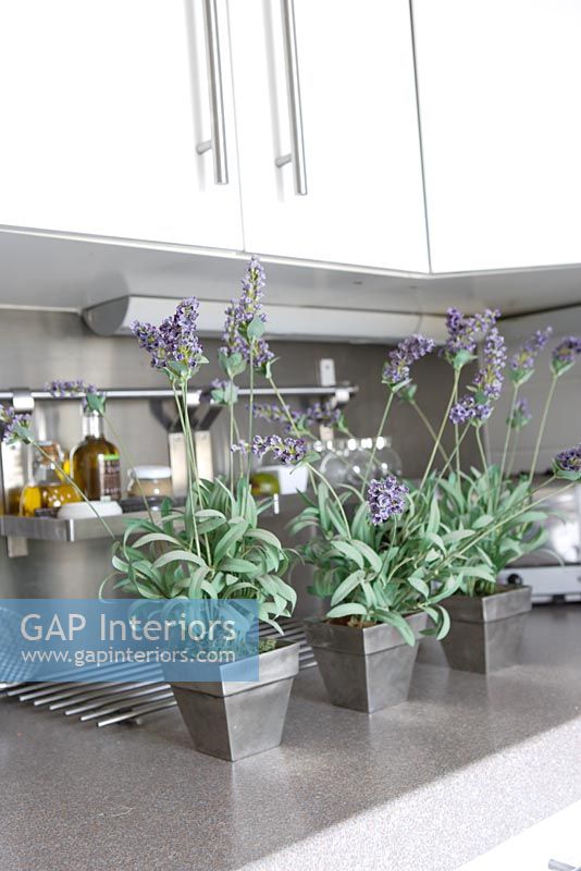 Lavender in pots on kitchen worktop