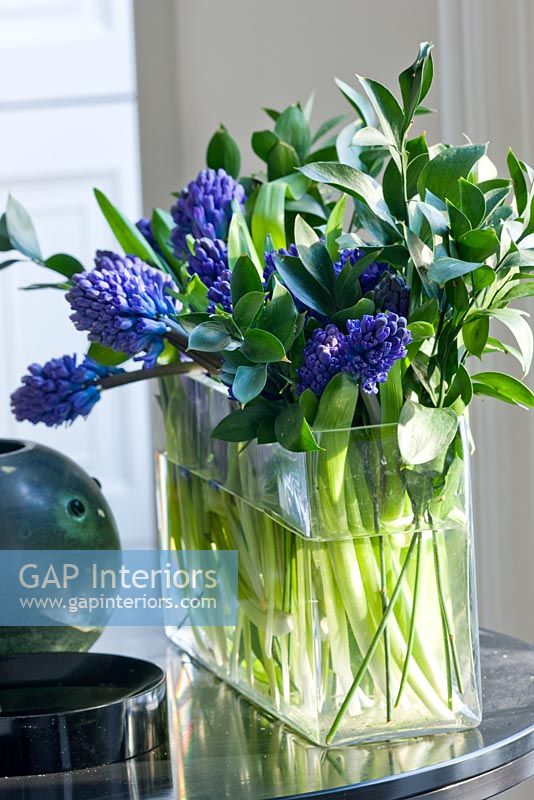 Blue Hyacinths in vase