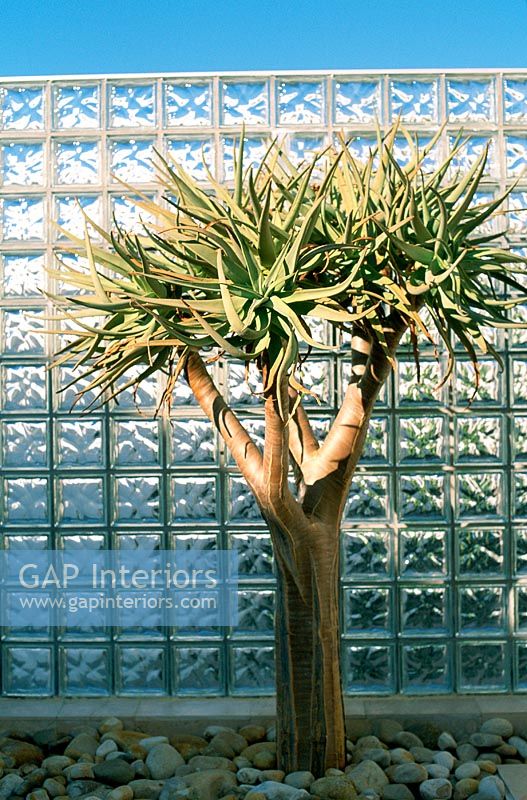 A yucca tree against a glass brick wall