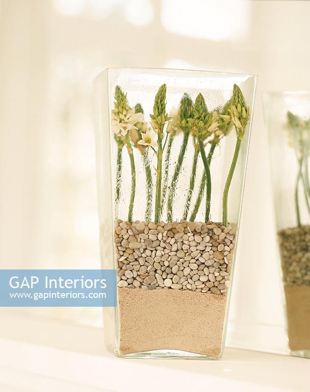 Green plant growing in a vase with sand and pebbles