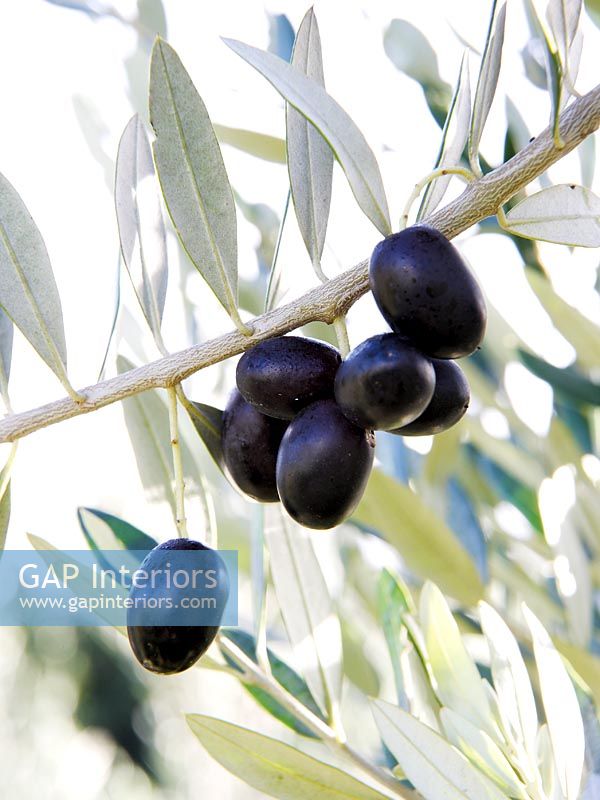 Black olives growing on tree, detail 
