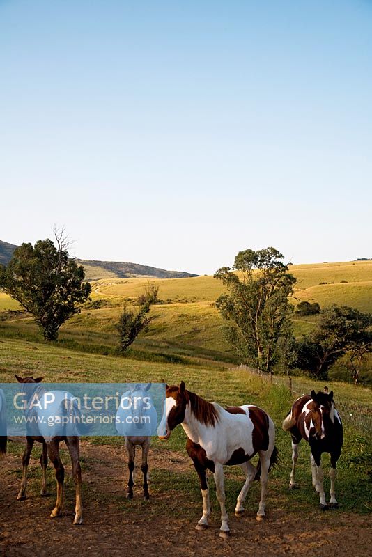 Herd of horses in country fields 