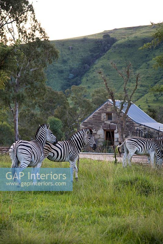 Zebras in country fields 