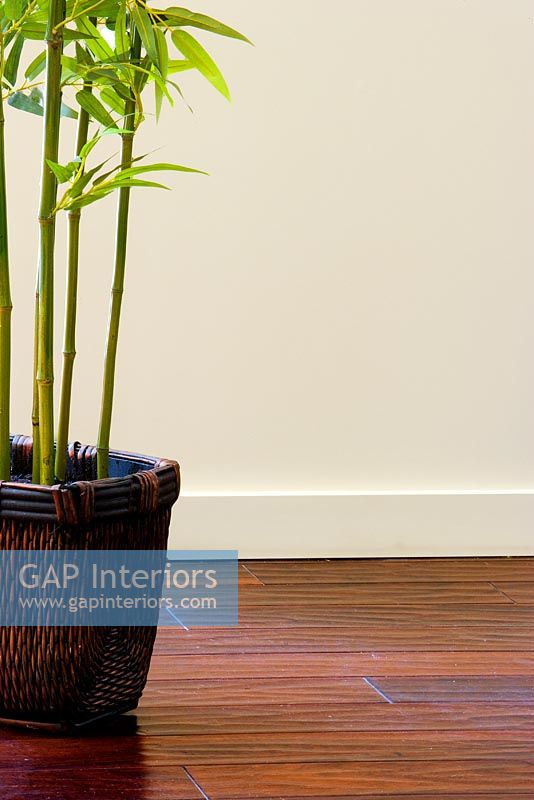 Detail of a bamboo plant on hardwood floor