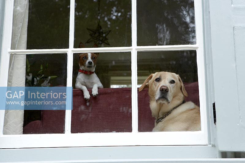 View of dogs through window