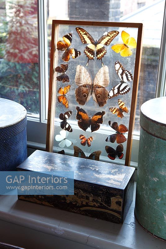 Collection of butterflies on display