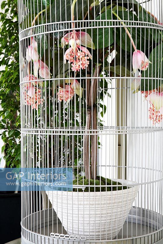 Houseplant inside birdcage