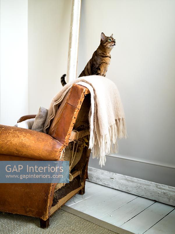 Vintage leather armchair with wool throw and bengal cat 