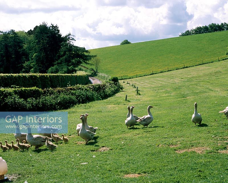 Geese in field 