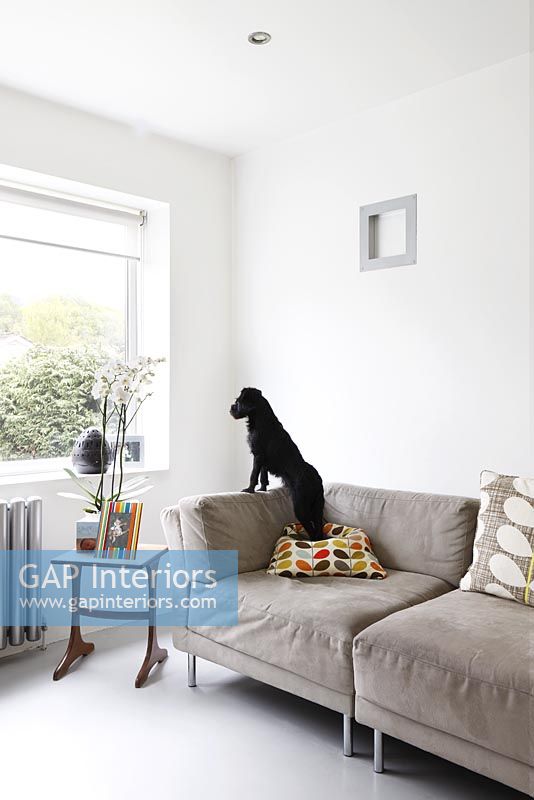 Pet dog in modern living room 