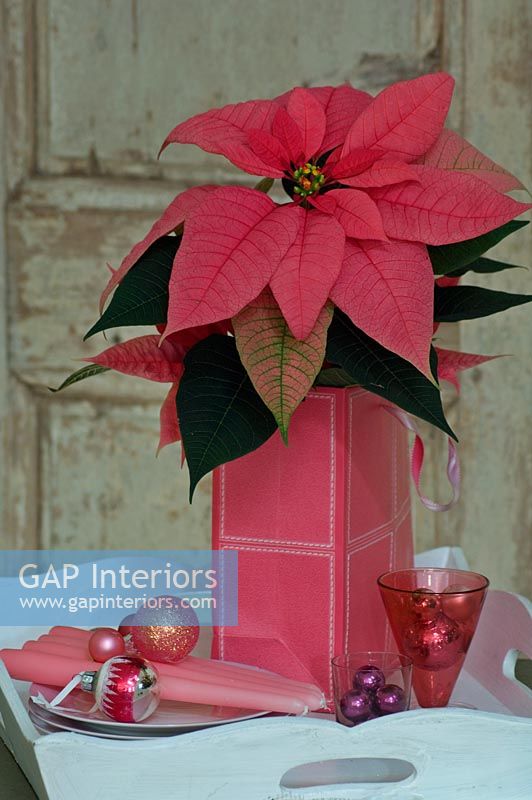Poinsettia and Christmas decorations 