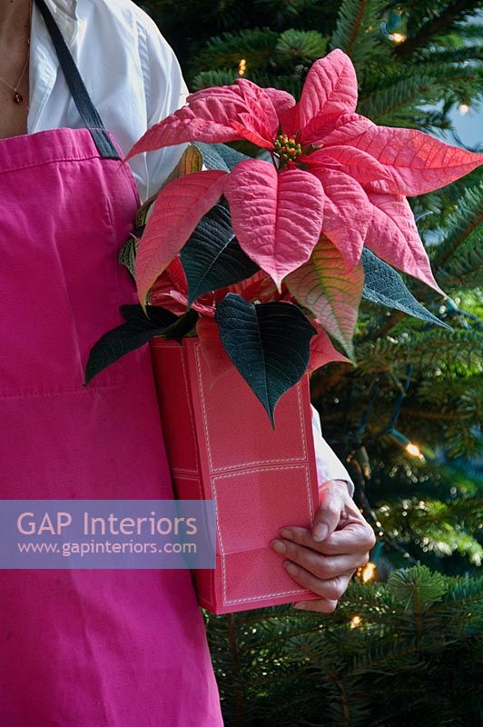 Pointsettia carried in gift bag