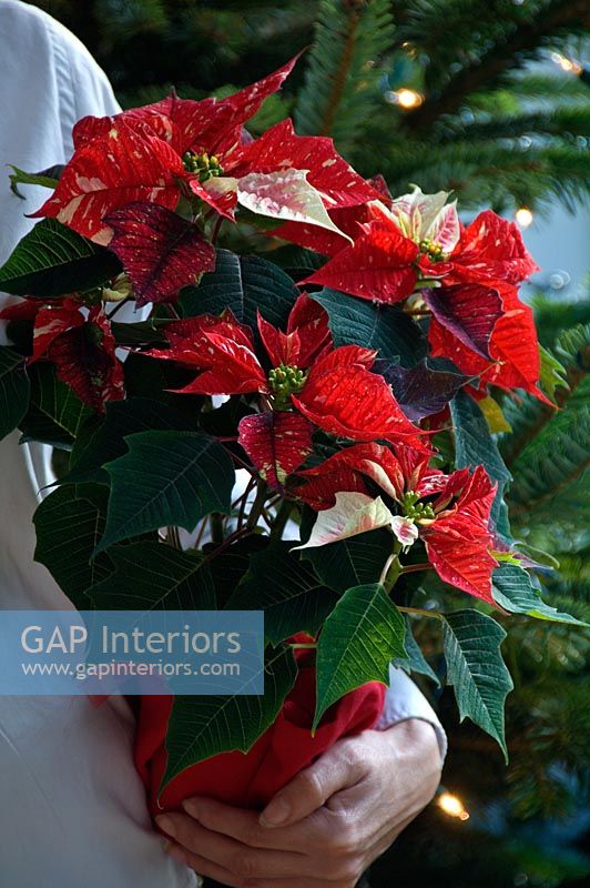 Carrying a pointsettia 