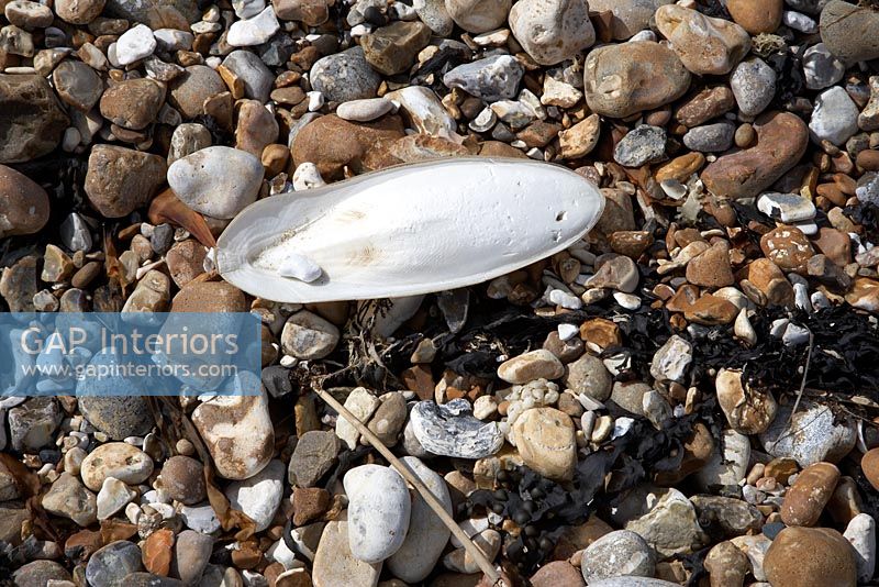 Cuttlefish bone on pebble beach, detail