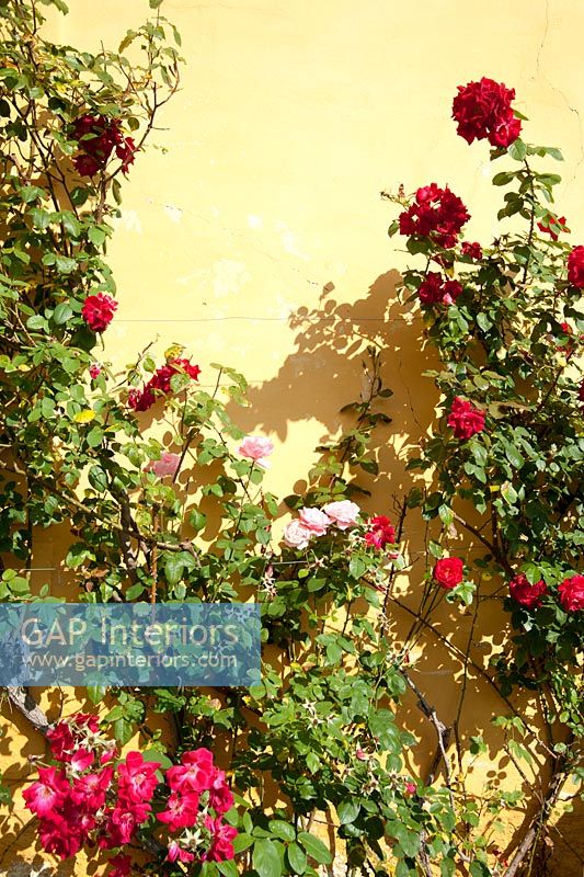 Rose bush against exterior wall, detail