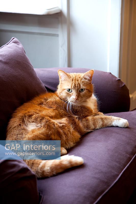 Pet cat on armchair