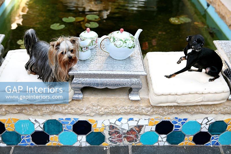 Pet dogs sitting by exterior pond