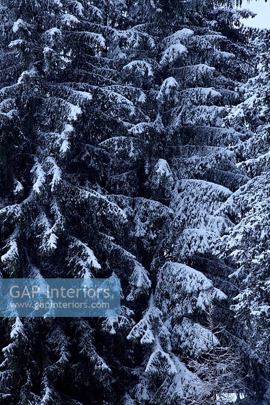 View of snow covered pine trees 