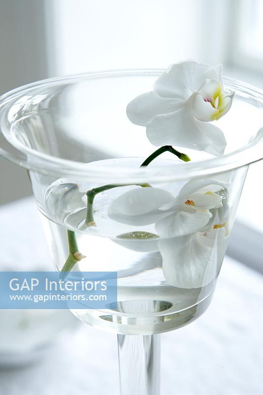 White orchids in glass, detail