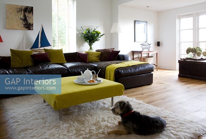 Pet dog on rug in modern living room 