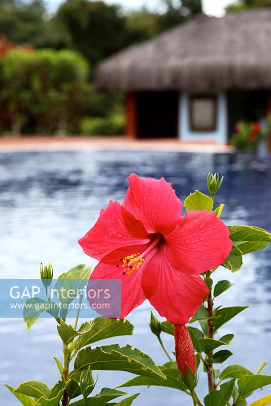 Hibiscus flower by swimming pool