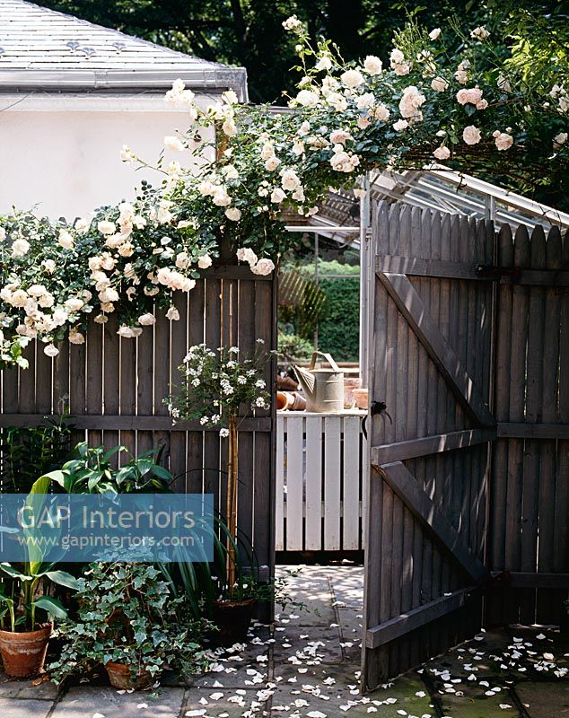Rose covered fence and gate in country garden 