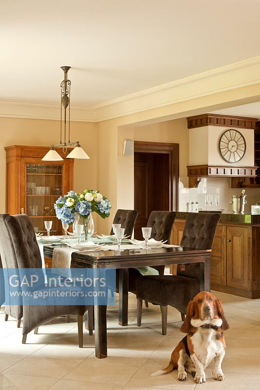 Pet dog in classic dining room 