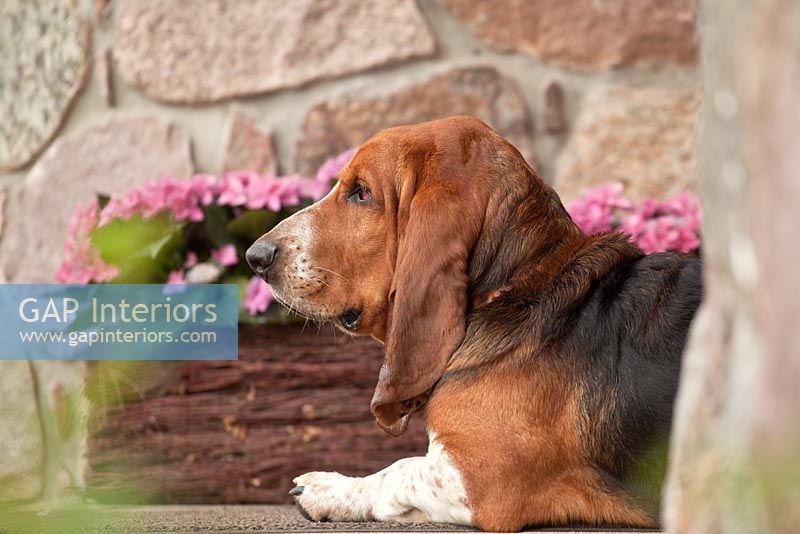 Portrait of pet Basset hound 
