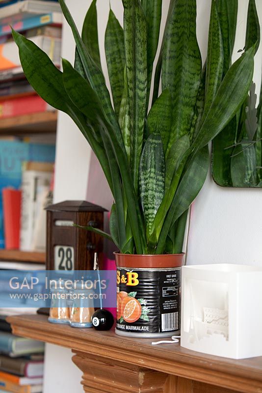 Vintage items and plant on mantelpiece 