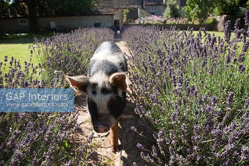 Pig walking down lavender lined country path 