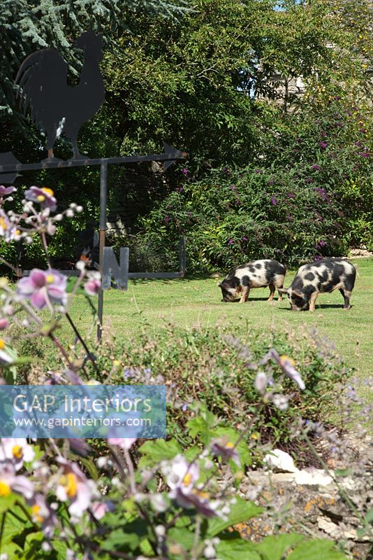 Pigs in country garden 