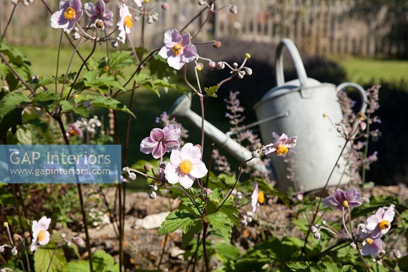 Vintage watering can in country garden 
