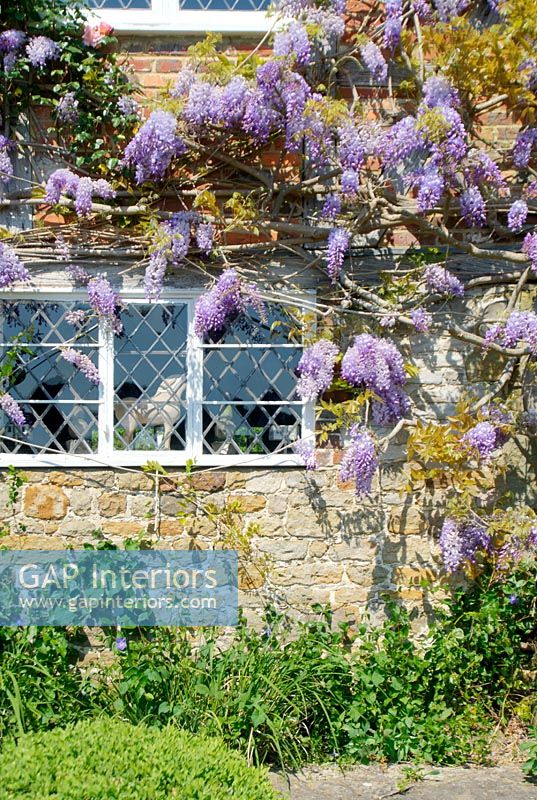 Wisteria growing over country house exterior 