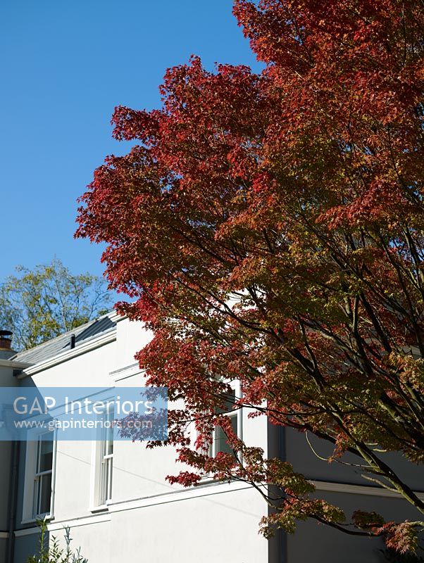 Autumnal tree in front of country house  