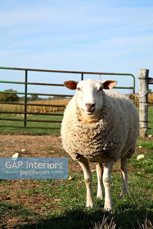 Wilson Sheep Farmhouse feature portrait 