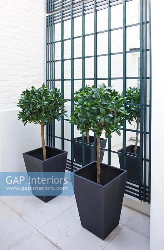 Clipped bay trees in modern containers 