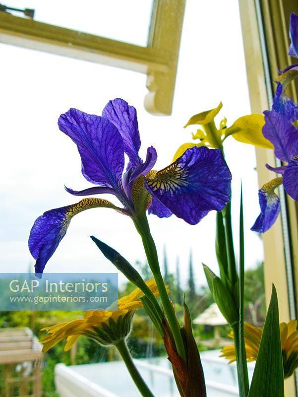 Detail of purple irises 