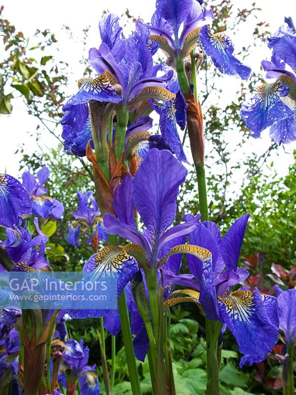 Irises in country garden 
