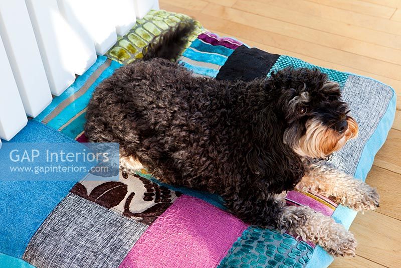 Dog sitting on colourful floor cushion