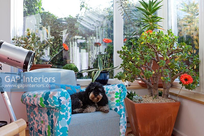 Dog sitting in modern conservatory
