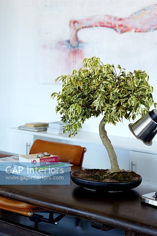 Bonsai tree - Ficus 'Starlight' on desk