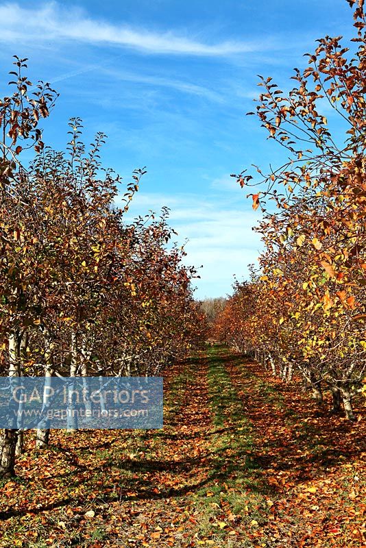 Apple orchard in autumn