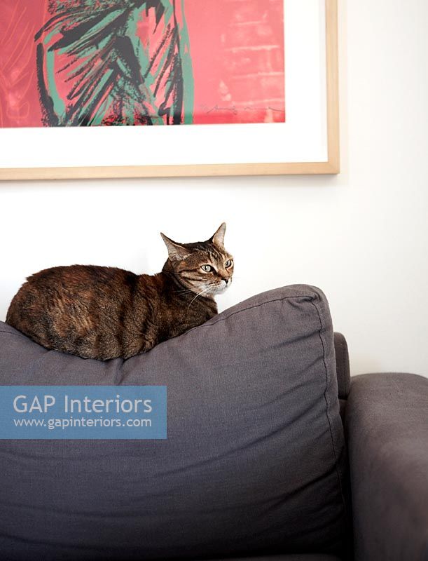 Cat sitting on grey sofa