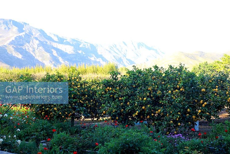Lemon grove and view of mountains, South Africa