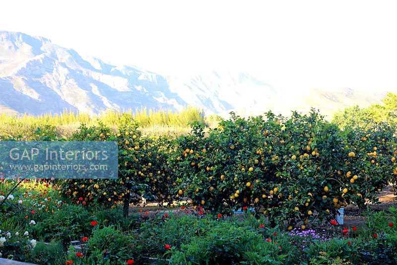 Lemon grove and view of mountains, South Africa