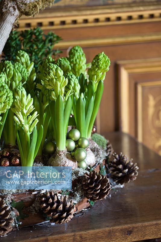 Christmas decoration with Hyacinths